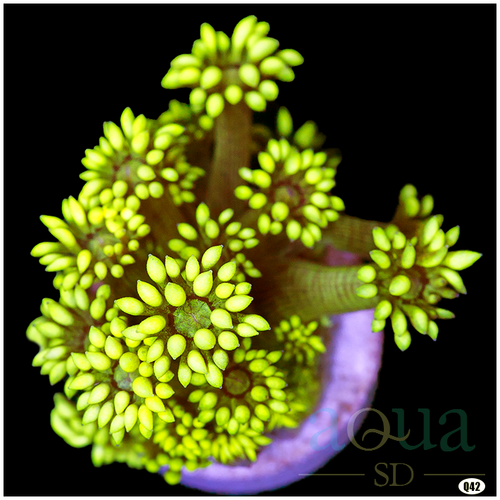 052 AquaSD Live Coral Electric Tips Goni AquaSD Live Corals / Frag