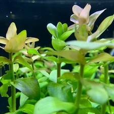 Bacopa Bacopa Caroliniana - BUY3GET1FREE - Live Aquarium Plant