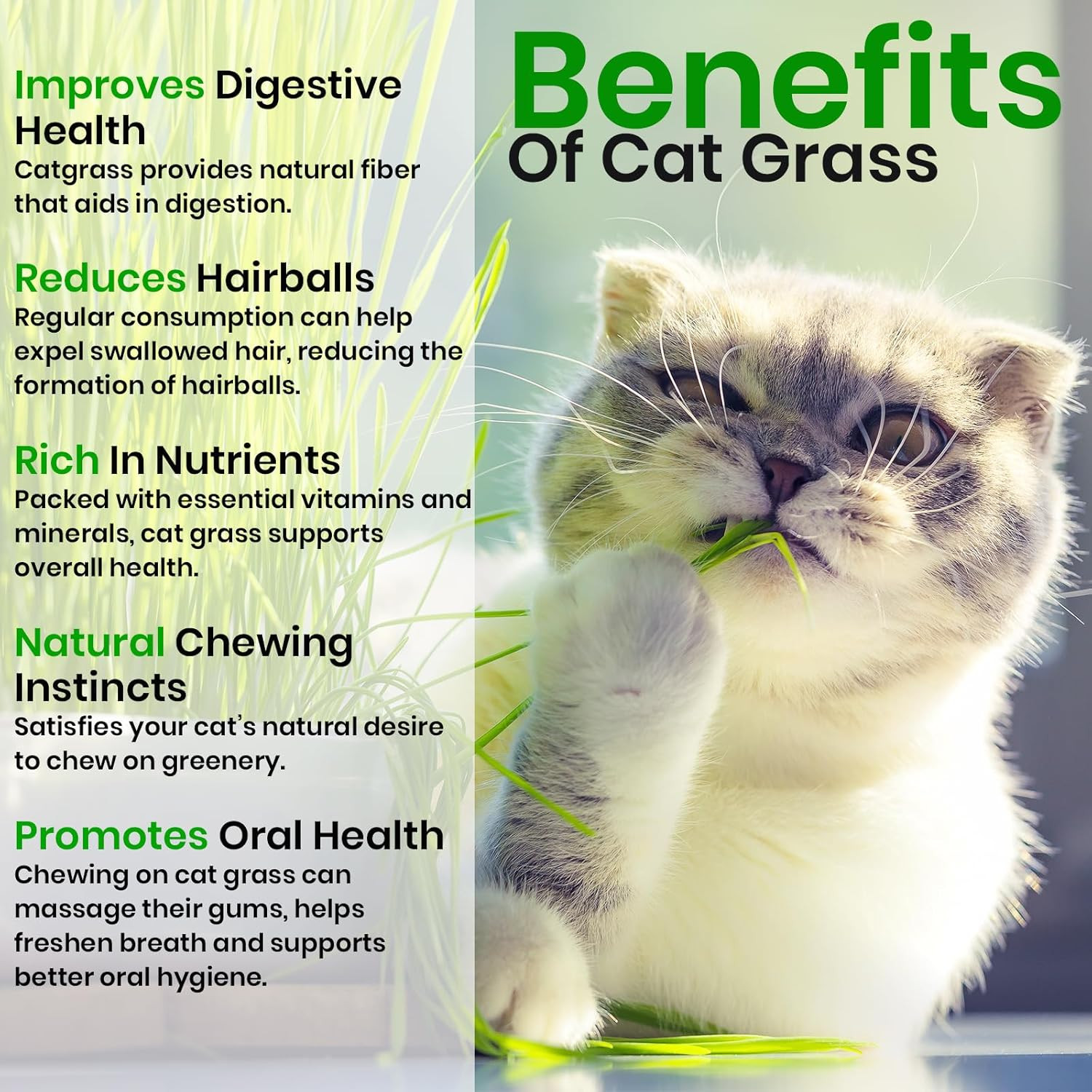 Cat Grass Seeds & Catnip Seeds - 3 Pack Variety Kit, Cat Grass for Indoor Cats, 