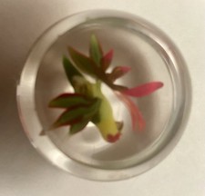 Rick Ayotte Parrot Paperweight