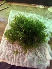 Subwassertang Round Pellia Moss Live Aquarium Plant