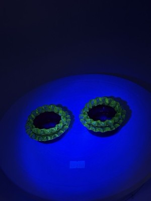 Paar antike Uran Vasalin Preiselbeere Kunst Glas offen Salz Dip Blume sehr guter Zustand