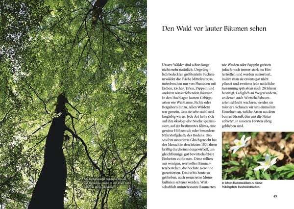 Thumbnail - Menschenspuren Wald