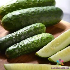 25+ Gherkin Cucumber Seeds for Garden Planting - USA - FREE SHIPPING!
