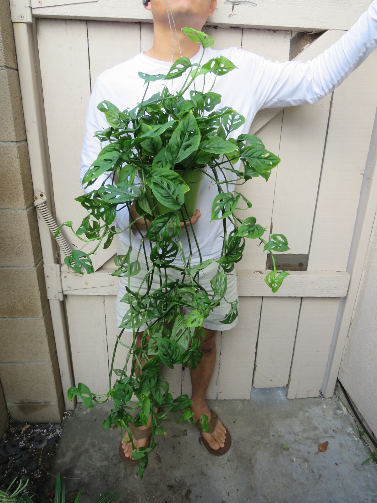 Monstera Adansonii Swiss Cheese Plant eBay
