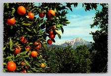 Vintage Photochrome Postcard Oranges and Snow by Josef Muench AZ