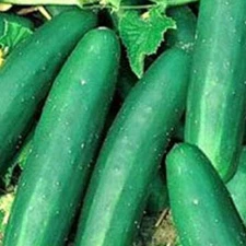 100+ Straight eight Cucumber Seeds ------------------------ HEIRLOOM