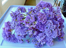 STATICE BLUE DRIED FLOWERS Natural Wedding Crafting Arrangements Decor MED STEMS