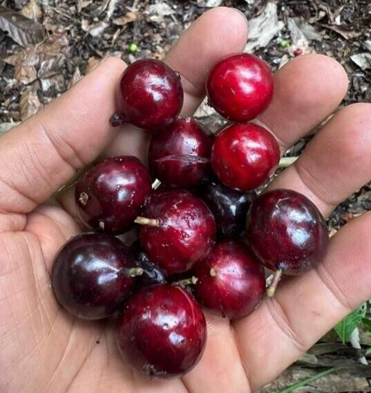 Jabuticaba Navel Cabacinha - in Andres Top 10 Plinia Species - 1 YR OLD