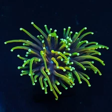 MPC- 2Head Dragon Soul Torch WYSIWYG-LIVE CORAL-Zoa-Acan-LPs-sps-blasto