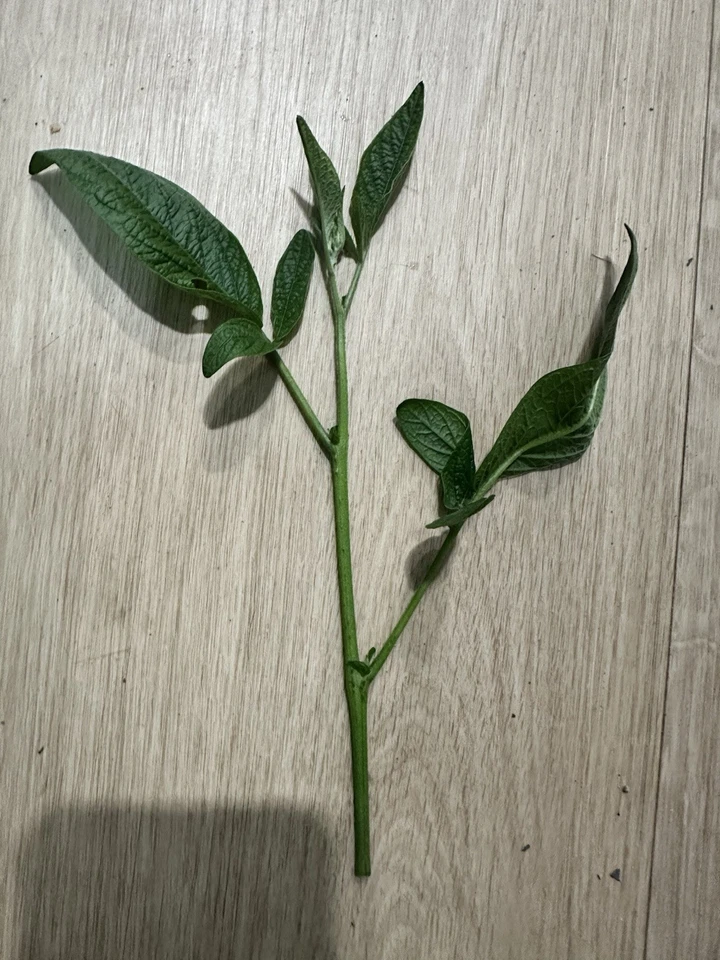 10x Pepinos Melon FreshCutting Plants - Image 3 of 4