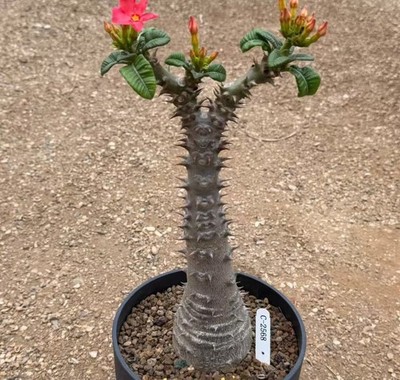 Pachypodium baronii WYSIWYG Own Root Boutique