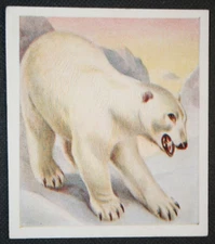 POLAR BEAR   Vintage 1930's Textured Finish Wildlife Card  KE25M