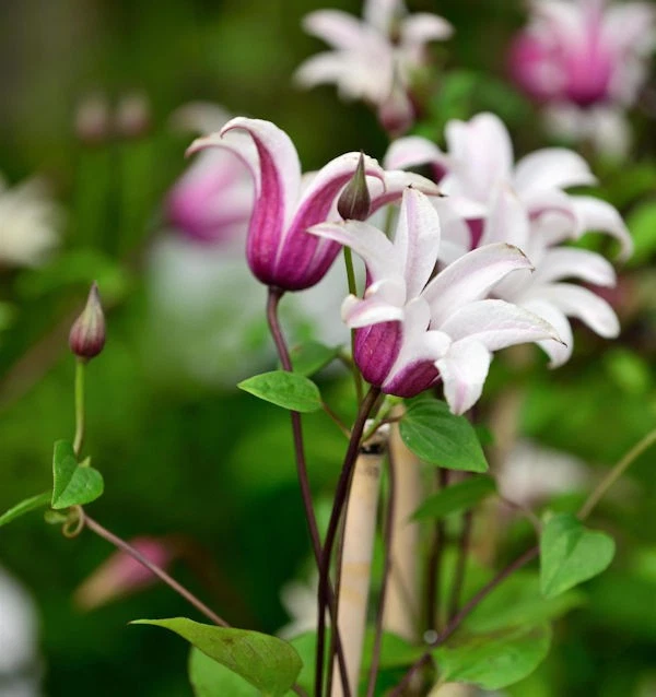 Englische Waldrebe Princess Kate 40-60cm - Clematis texensis - Bild 1 von 1