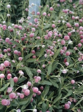 Gomphrena globosa Qis Rose   1,000 seeds