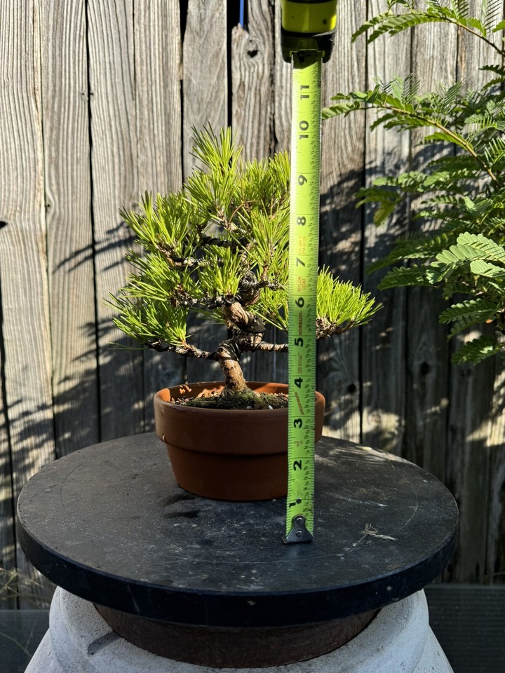 Japanese Black Pine, Bonsai Tree. Outdoor Evergreen. Small eBay