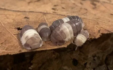 10 Panda King Isopods  Free 2 Day Shipping 