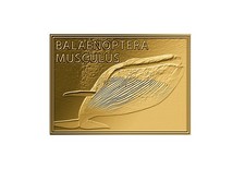Goldm&uuml;nze Motiv Blauwal 999/1000 Gold Geschenk