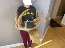 Real Whitetail Deer Antlers Set Wild Idaho 6x5 Horns Mount Skull