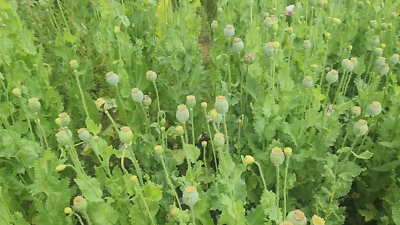 The TRUE Izmir Bush Poppy (Papaver S.) 1500 Seeds | eBay