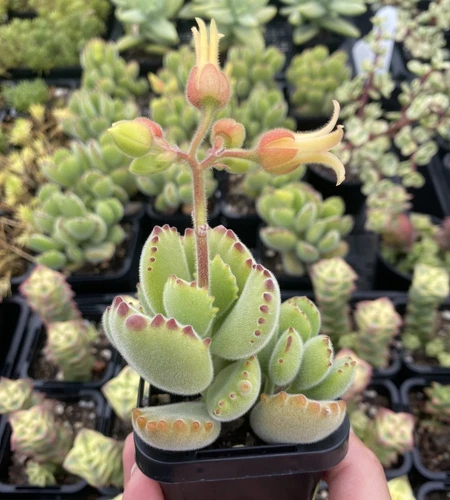Cotyledon Tomentosa - Bear's Paw Succulent Plant - Picture 8 of 8