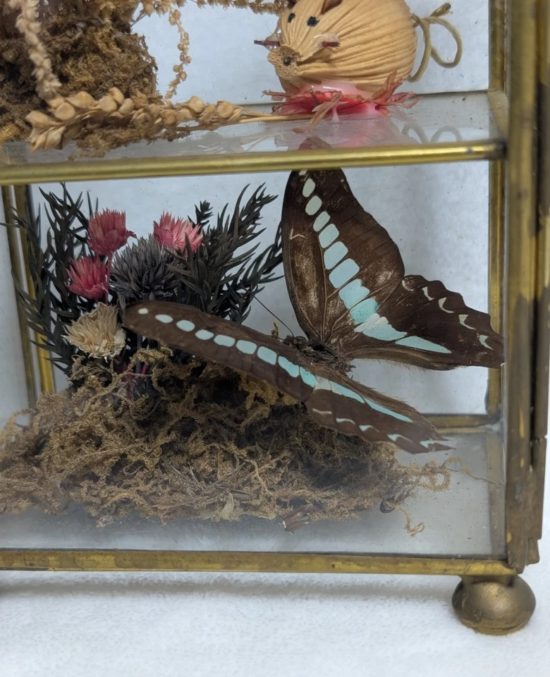 Mini gabinete de curiosidades de latón y vidrio de colección terrario exhibición miniaturas Foto 3 de 4