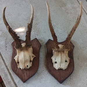 Roe Deer Skull | eBay