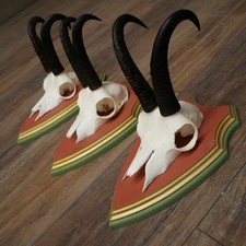 Antlers Camosci 3x Gamsen Bock Sl 21,4 CM Gemme Legno di Pino Scudo Trofeo
