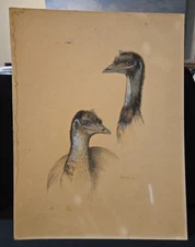 Vintage Emu Detailed Line Drawing Original Art Signed "Roberts-Coe 75" 13 x 17