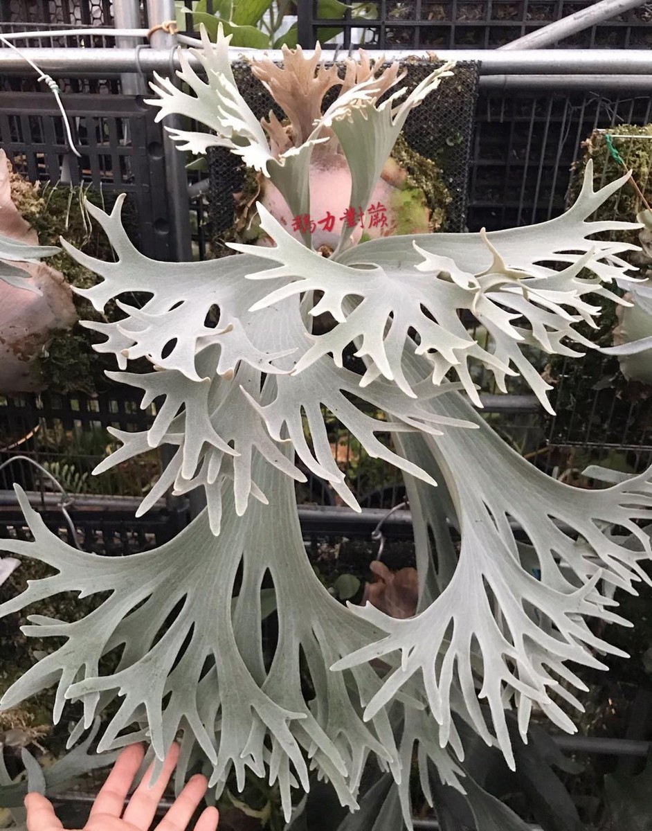P.willinckii “Celso Tatsuta” OC Platycerium willinckii 'Celso Tatsuta' | eBay