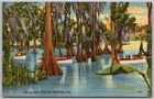 Cypress Gardens Florida 1940s Postcard Boat Cruise Cypress Trees