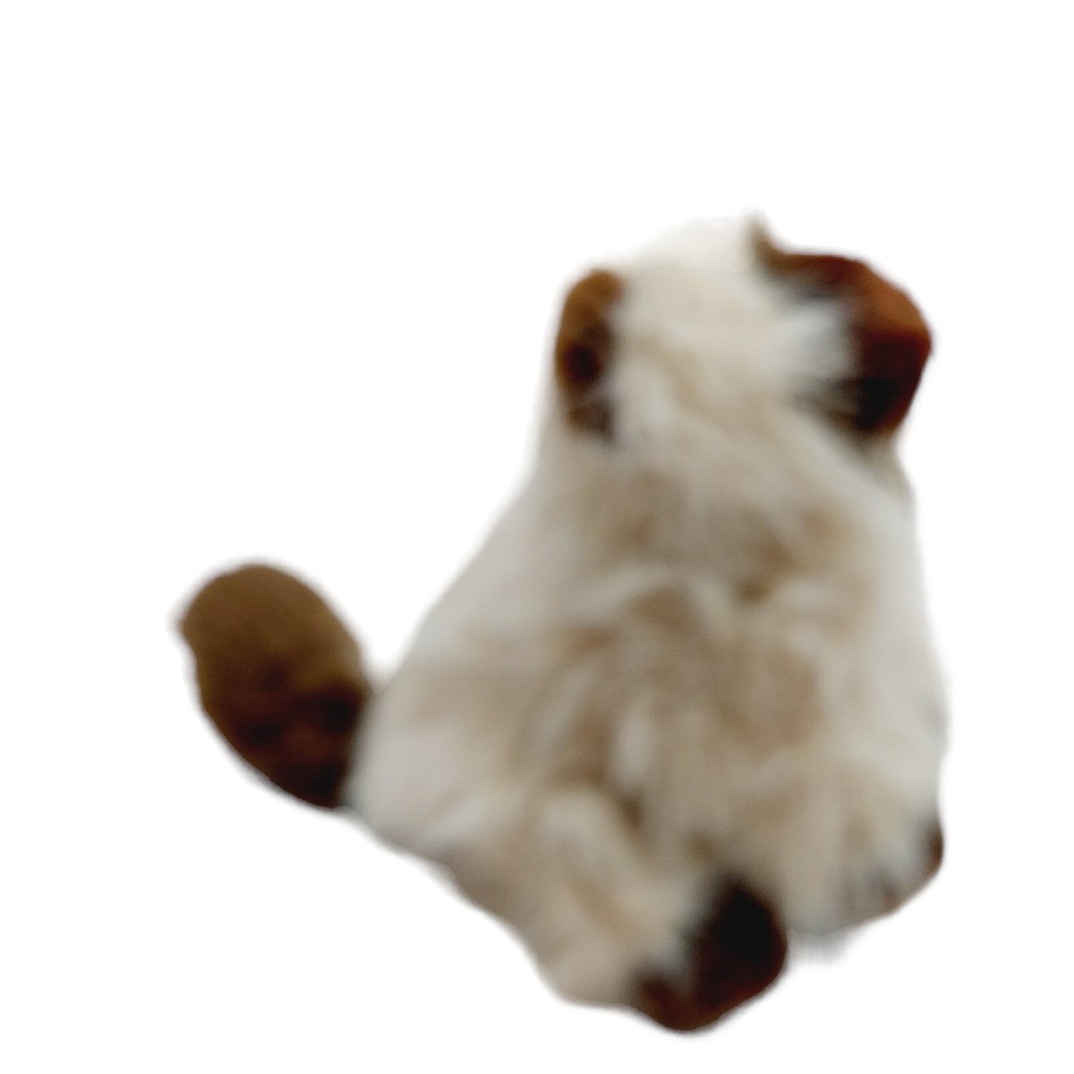 Ganz Webkinz Brown tan Himalayan Cat HM165 No Code Plush
