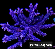 Purple Staghorn 3/4-1.5 inch Frag Acropora SPS Coral