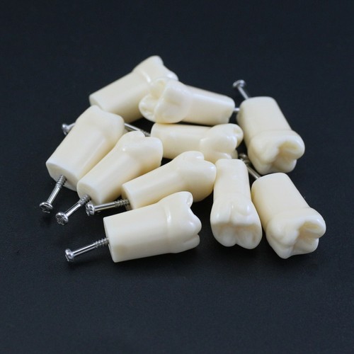 Dientes dentales Kilgore Nissin 200 #11 #21 #16 #26 #36 UR1 UR6 para Typodont M8012 - Imagen 35 de 54