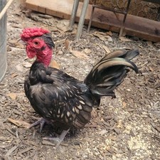 High-End Kikiriki Hatching Eggs – 6 Count (Extras Included When Available)