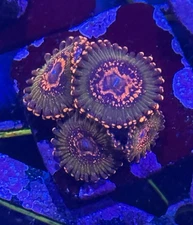 Jason Fox Ass Kraks Paly Zoa- 4+ polyps