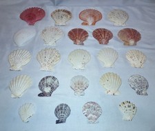 23pc Natural Scallop Seashells Crafts Nautical Decor