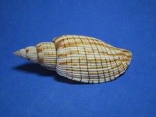 Lyria kurodai Kawamura, 1964 "ORANGE VARIANT: A GIANT REPRESENTATIVE"  (100.8mm)
