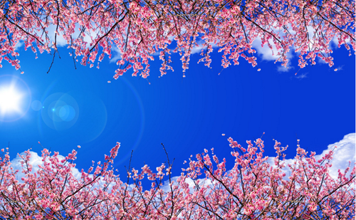 3D Cherry Blossom Blue Sky 66 Wall Paper Wall Print Decal Wall Deco AJ WALLPAPER - Picture 3 of 6