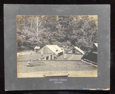 1890s Chocolate Cocoa Drying Cacao Beans The Philadelphia Museums Trinidad CabP