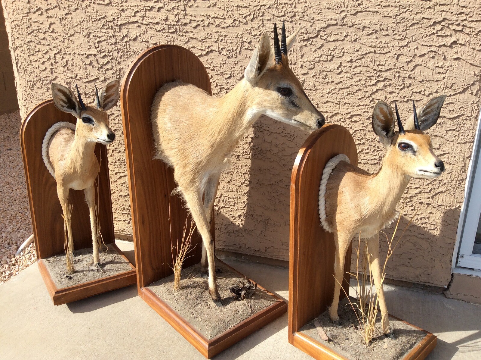 Lot of 3 Gunther or Salts African Dik Dik Taxidermy Mounts eBay