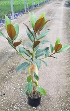 Magnolia grandiflora 'Galissoniensis' / Magnolia d'été Galissonnière / Conten...