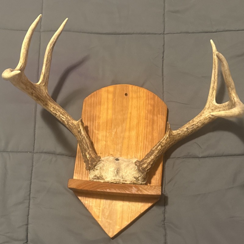 Deer Antlers Taxidermy Mount on Wooden Plaque Wall Display Mammal