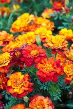 FRENCH MARIGOLD - BONITA MIXED - TAGETES PATULA NANA DOUBLE - 720 FLOWER SEEDS