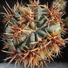 Rare Cacti Echinocactus texensis Random thorn Cristata rootless Boutique Decor