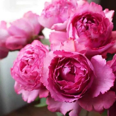 SUPER RARE Pink Sheherazade Roses - 3 cuttings for rooting or grafting