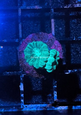 CE- WYSIWYG  Neon Teal Candy Cane  Frag - Live Coral Frag LPS SPS #30F6