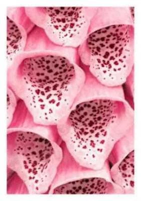 SEEDVILLE USA 1000 PINK & PURPLE Mix FOXGLOVE Digitalis Flower Seeds