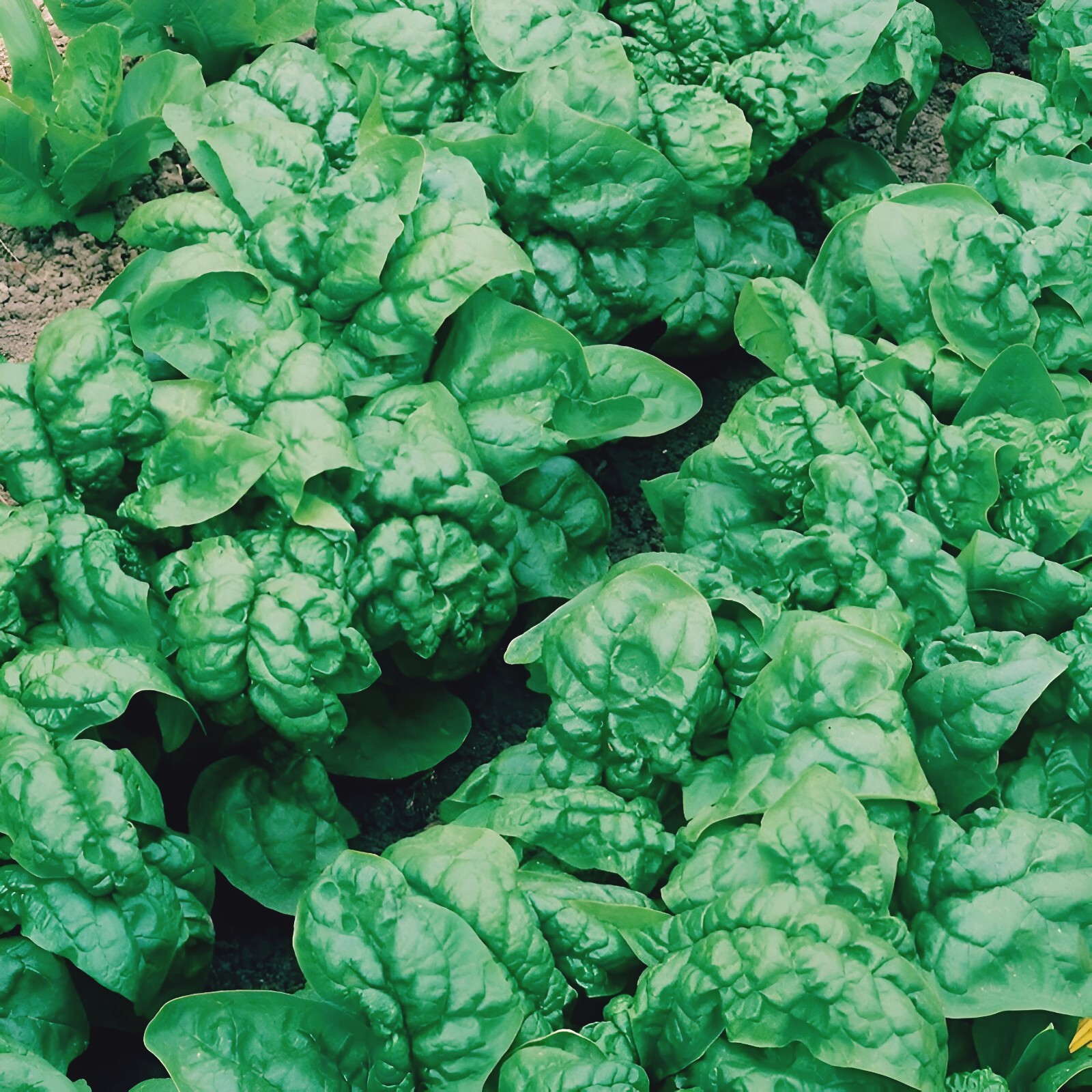 200 Noble Giant Spinach Seeds | NON-GMO| Noble spinach seeds| | eBay