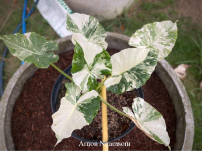 Alocasia gageana Albo Variegated Free Phyto Cert. | eBay